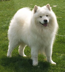 samojed.jpg