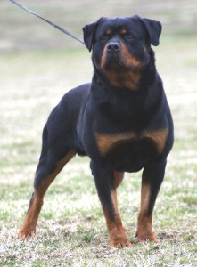 rottweiler.jpg