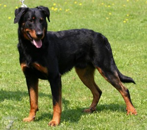 176-5-beauceron-tez-francouzsky-ovcacky-pes-beaucky-ovcak.jpg